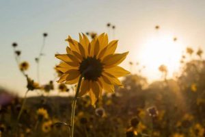 如何帮助一个贫困山区孩子，成为一名优秀的素食厨师